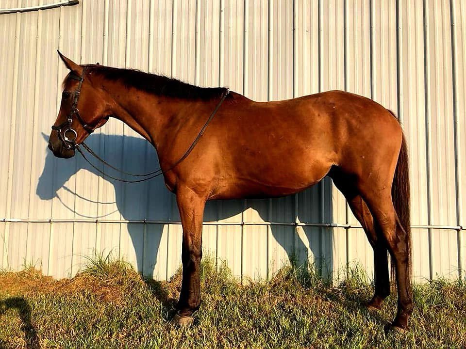 Horse after suppling program with developed topline