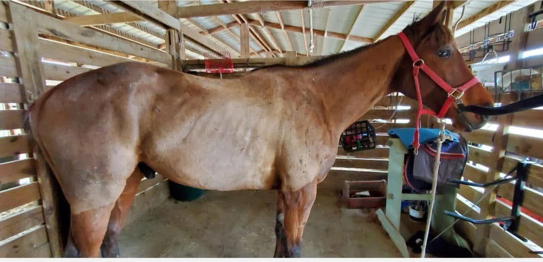 Horse before suppling program