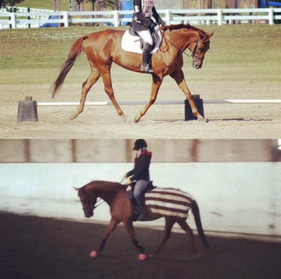 Before and after comparison of horse movement under saddle